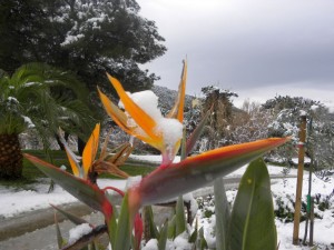 Fleurs sous la neige